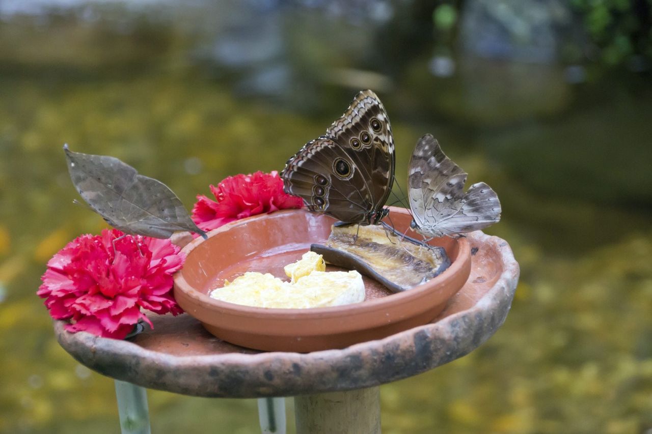 Butterflies Sitting Around Butterfly Bath Full Of Food And Water