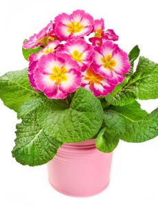 Pink Potted Primrose Plant