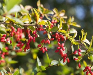 Red berries of barberry bush Berberis vulgaris