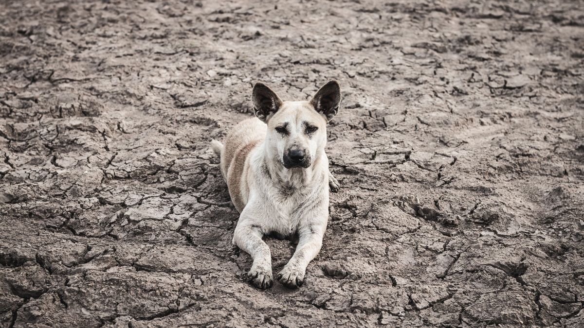 dehydration in dogs