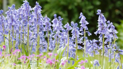 Bluebells in garden