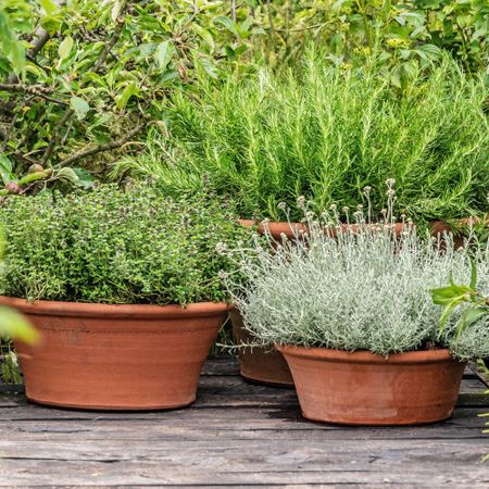 Perennial garden herbs growing in terracotta pots on the deck