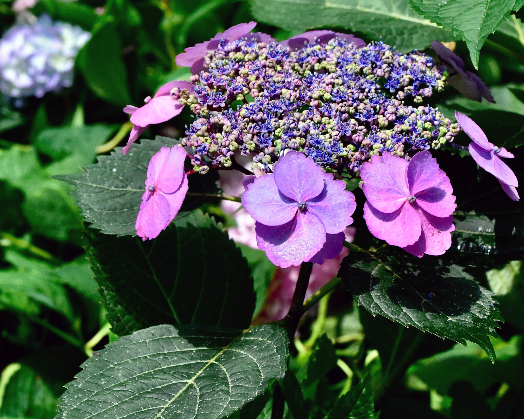 A close-up shot of Tuff Stuff hydrangea bush in the garden