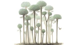 Illustration of Calamophyton trees.