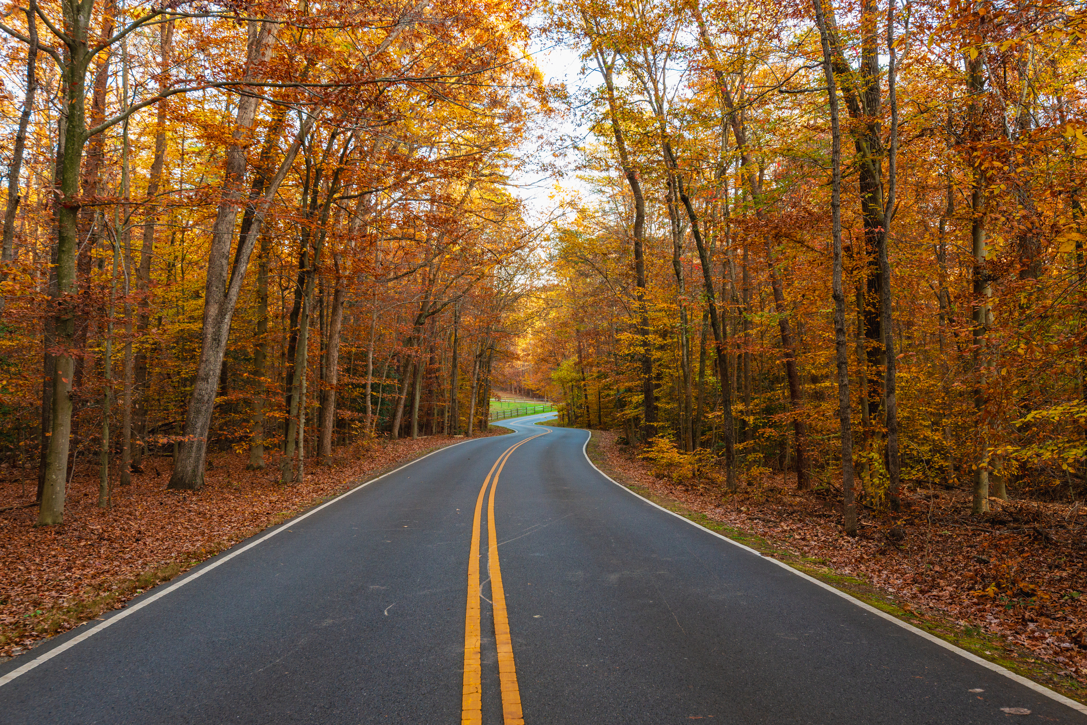 Empty road amidst autumn trees in Virginia