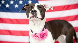 4th of July dog safety: How to calm dogs on 4th of July - pitbull standing in front of American flag