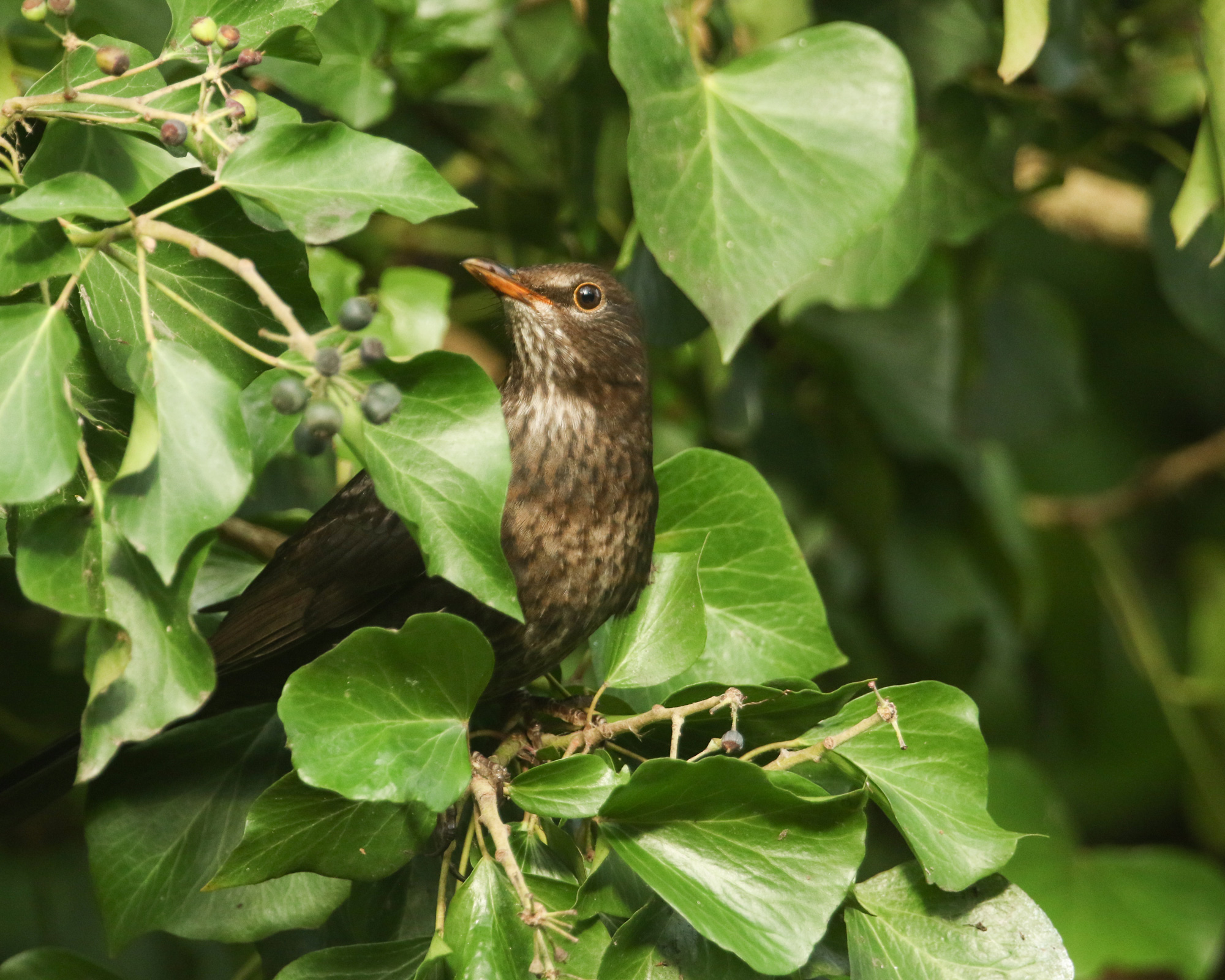 Is ivy bad for trees