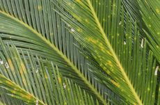 Spotted Sago Palm Leaves