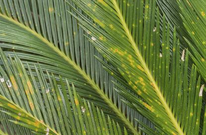 Spotted Sago Palm Leaves