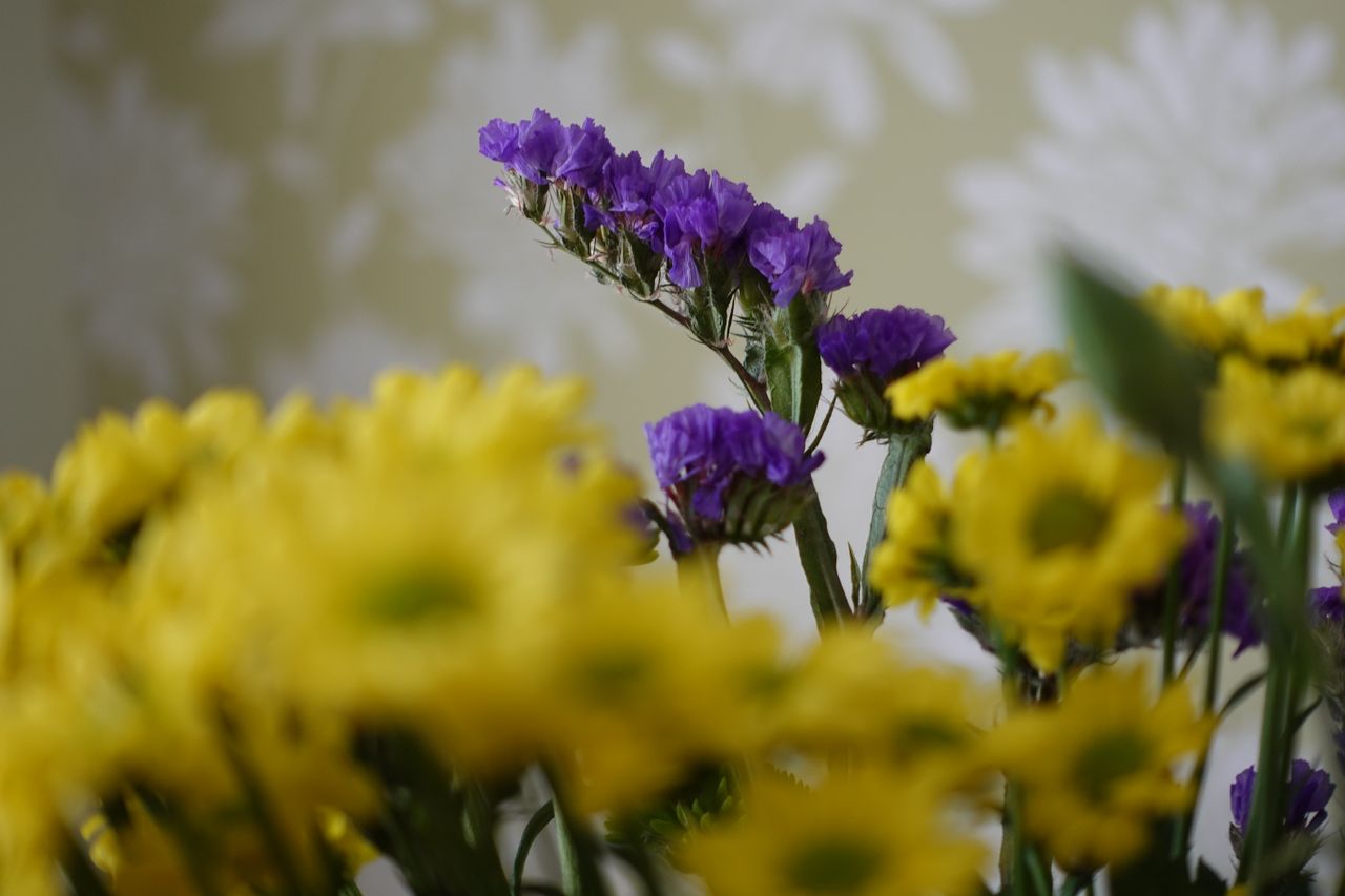 flowers