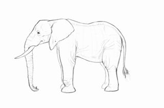 Detailed sketch of an elephant