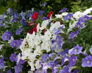 red, white and blue colorful petunias in bloom