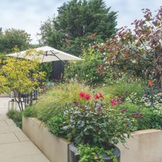 Pink and red dahlias growing in planter in garden