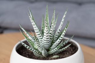 A close-up of a potted zebra haworthia plant