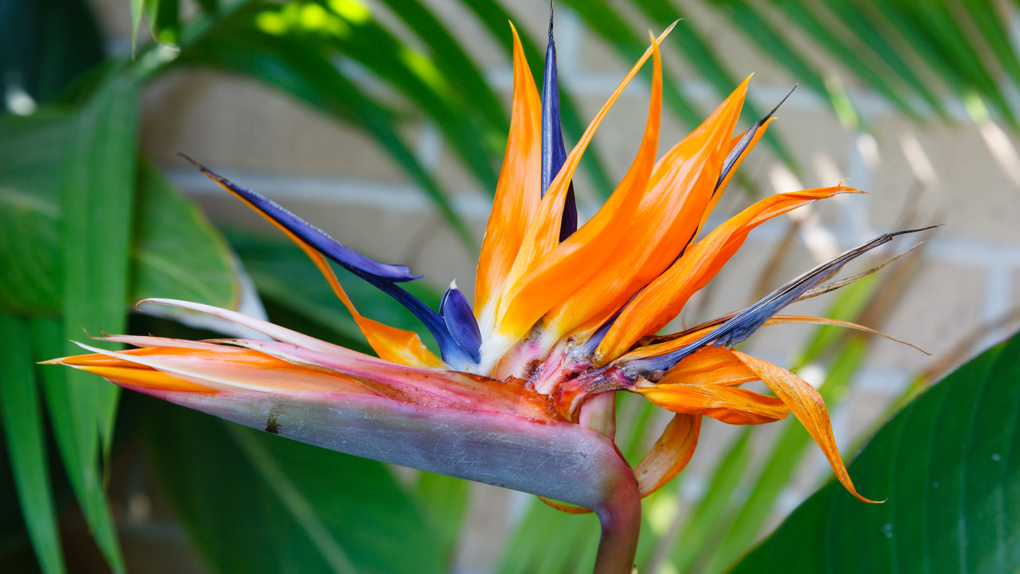 bird of paradise flower in detail showing orange and purple-blue petals with palms in background