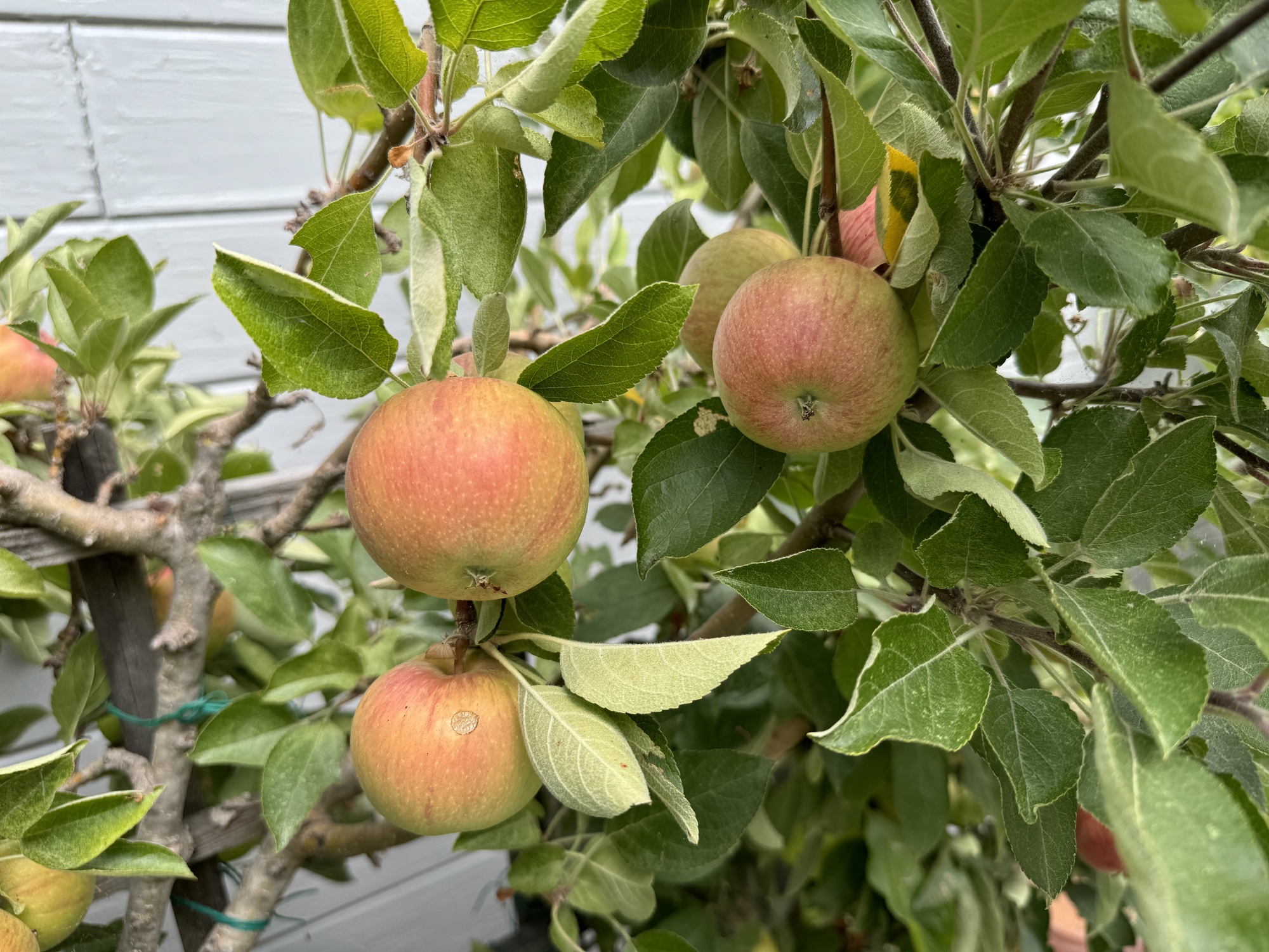 photo of apples shot by iphone 15 pro