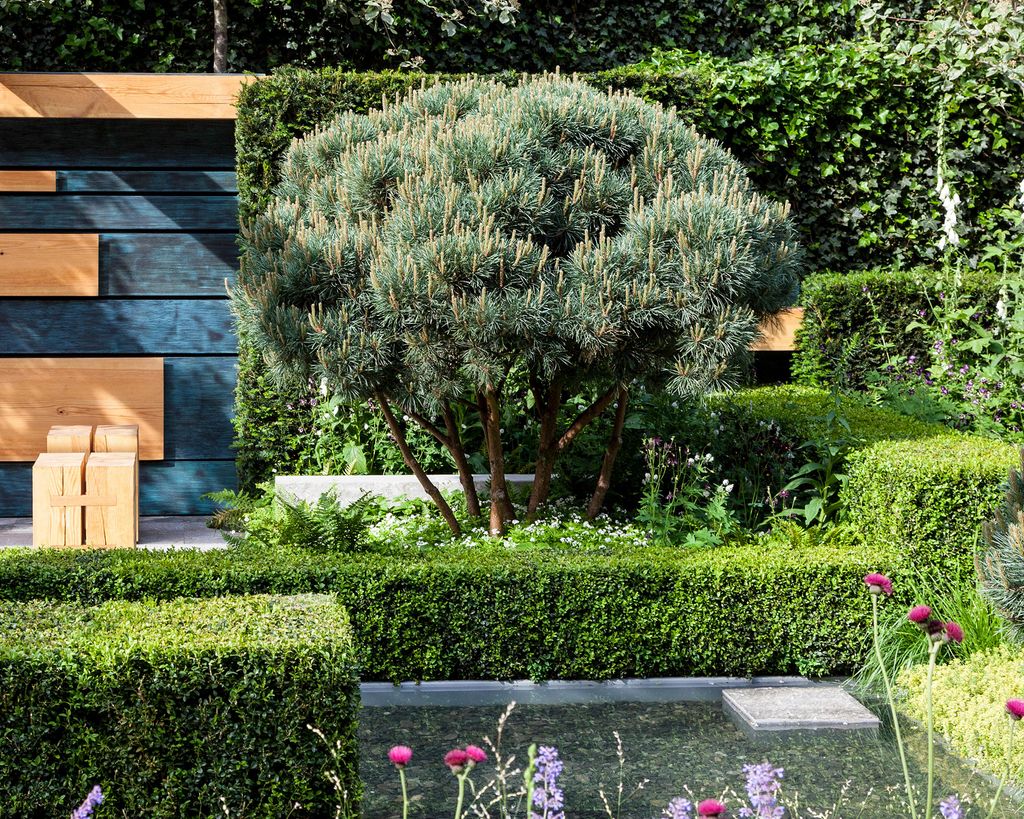 Best pine trees to grow 11 choices for yards of all sizes Gardeningetc