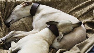 Two greyhounds sleeping