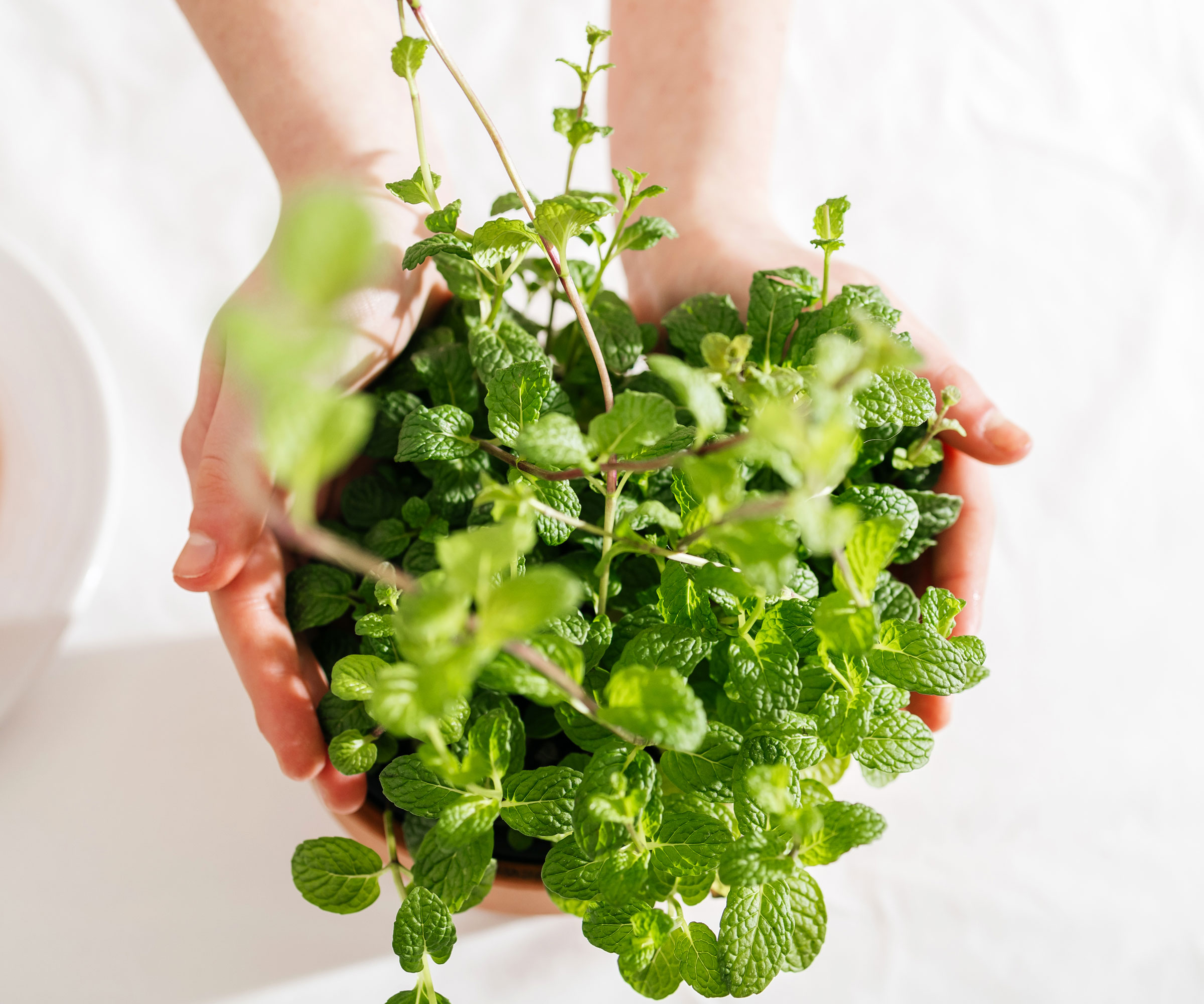 hands holding peppermint against white background