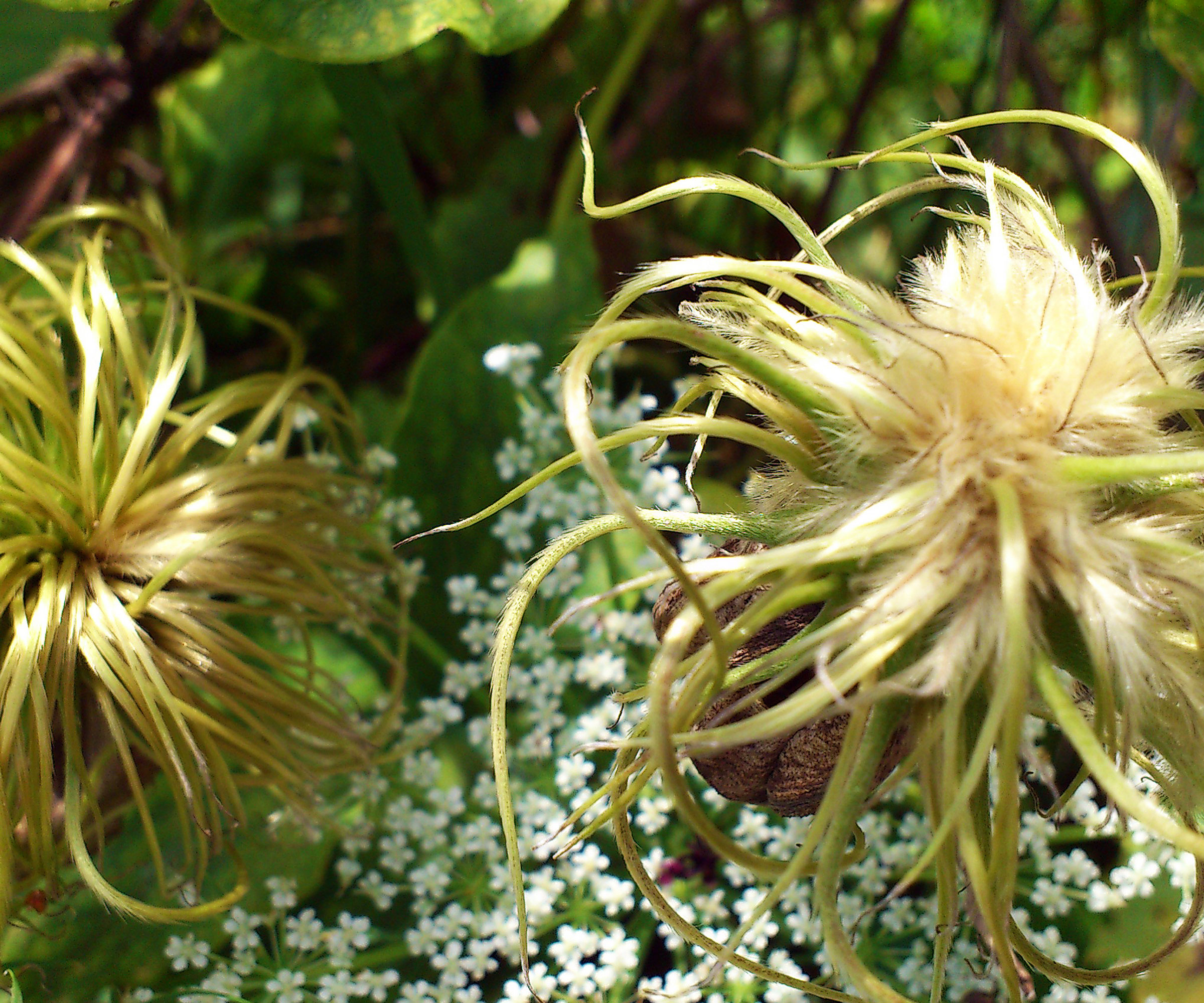 clematis furry seed heads