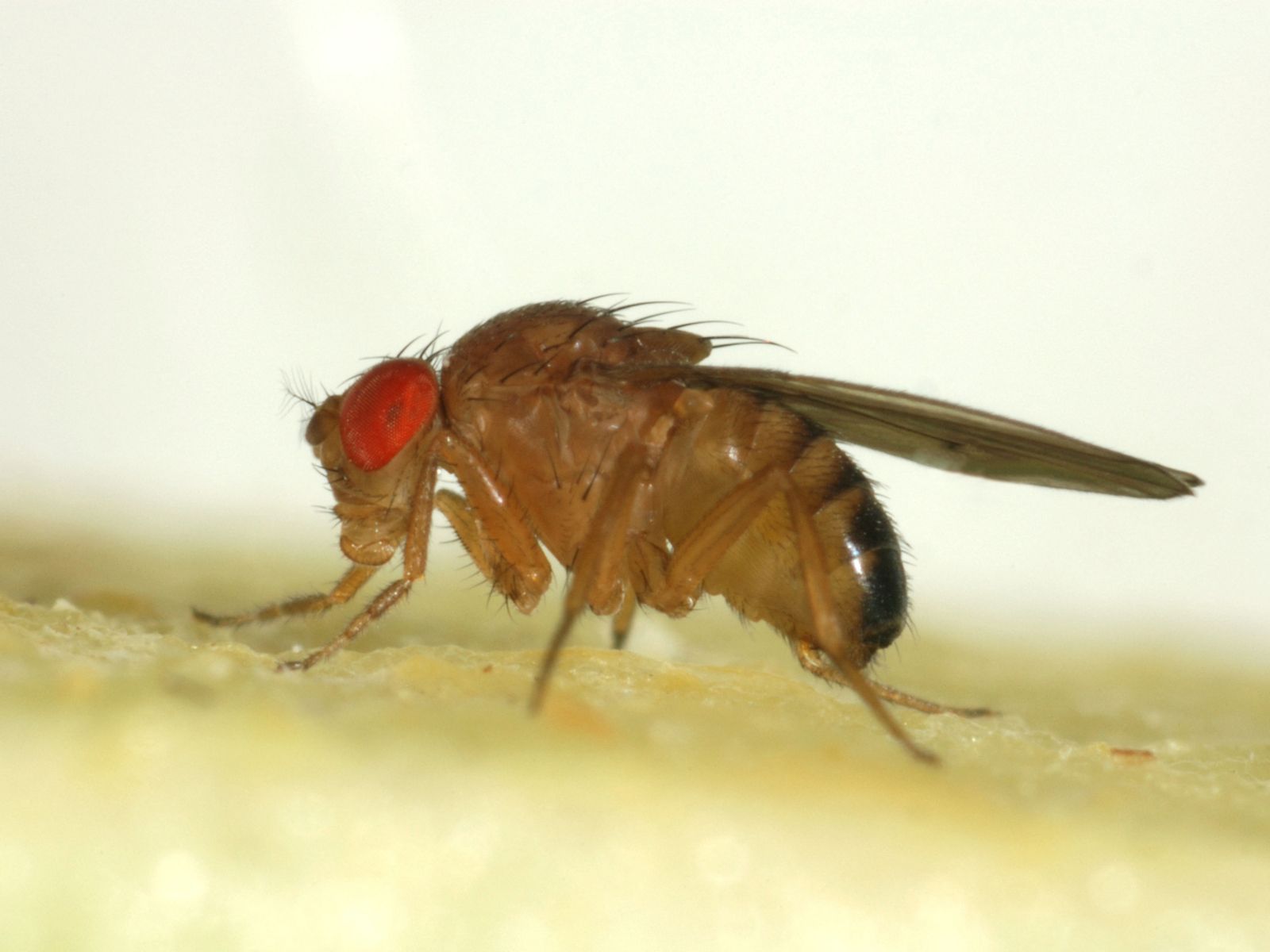 How to get rid of a fruit fly infestation: an expert guide
