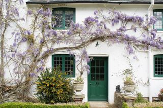 Wisteria growing across front of white cottage with green door and windows