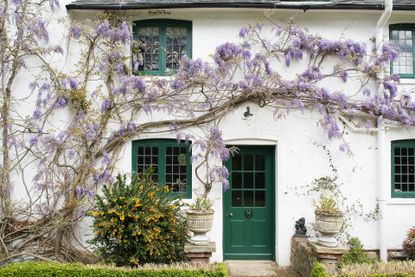 Wisteria growing across front of white cottage with green door and windows