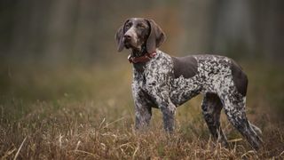 German short haired pointer