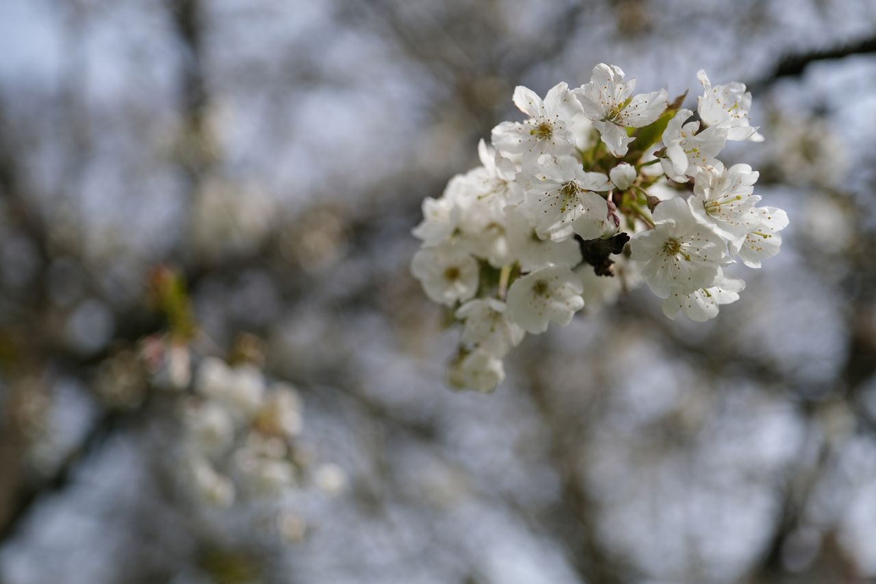 Fujifilm X-T30 II