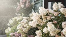 Large, flowering hydrangea bushes in cream and blush