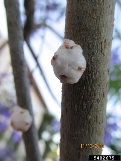 Ailing Jacaranda Tree