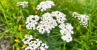 A close up of Yarrow growing in a garden