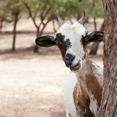 Curious Goat, Senegal