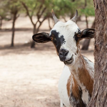 Curious Goat, Senegal