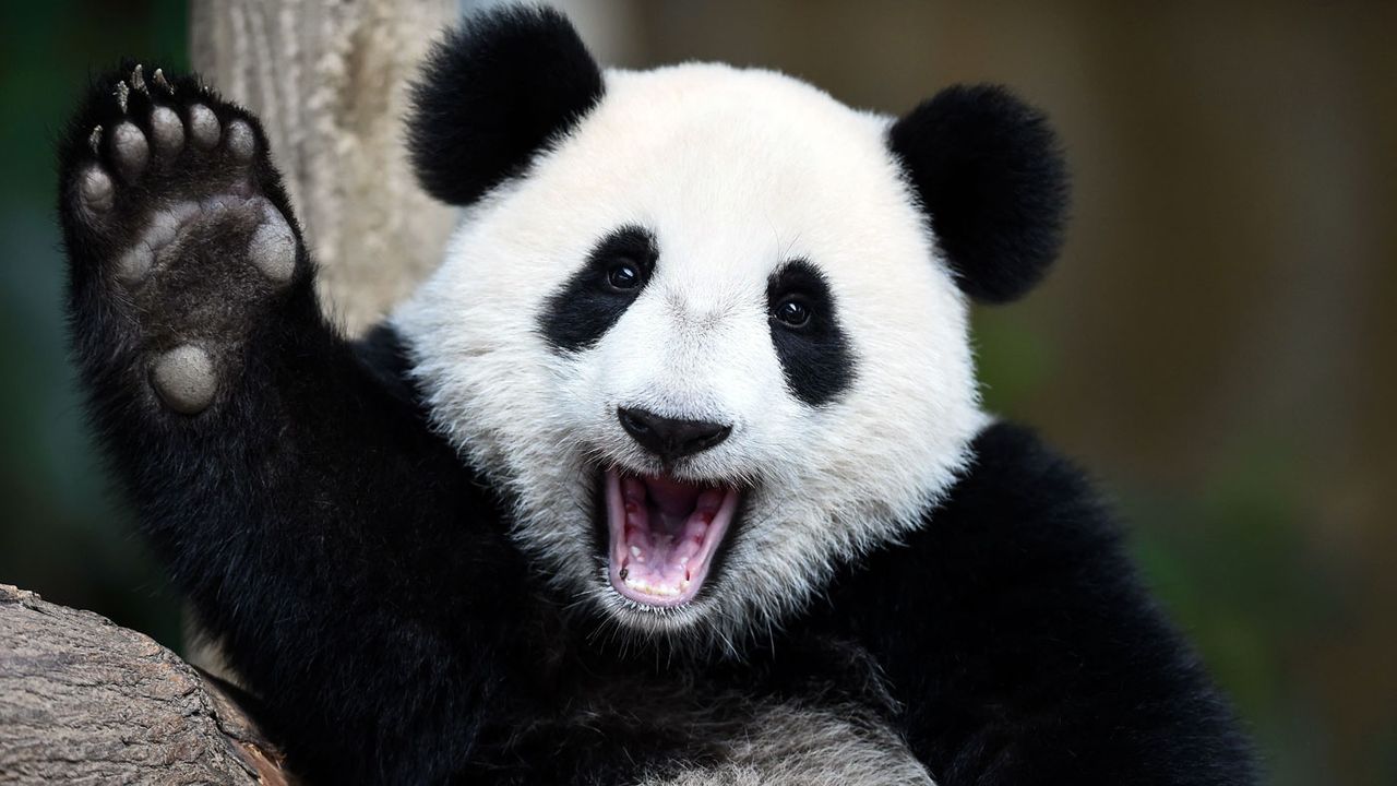 Female giant panda Nuan Nuan celebrates her first birthday at a zoo in Kuala Lumpur