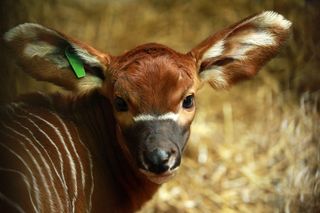 Eastern Bongo