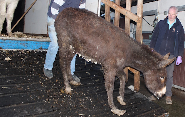 DonkeyIreland.jpg