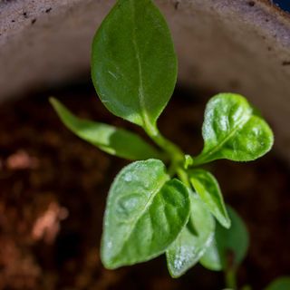 pepper seedling germinating in small pot