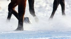 horse-legs-alamy-C1E9GX.jpg