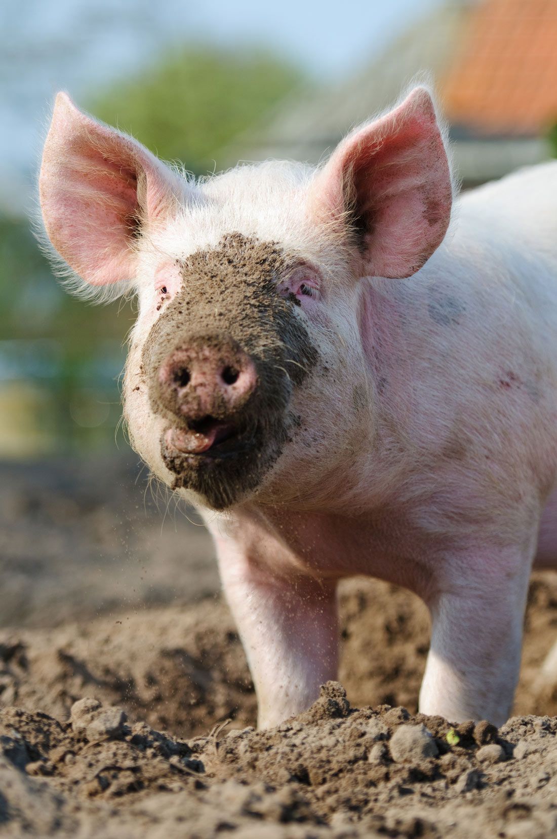 why-pigs-love-mud-live-science