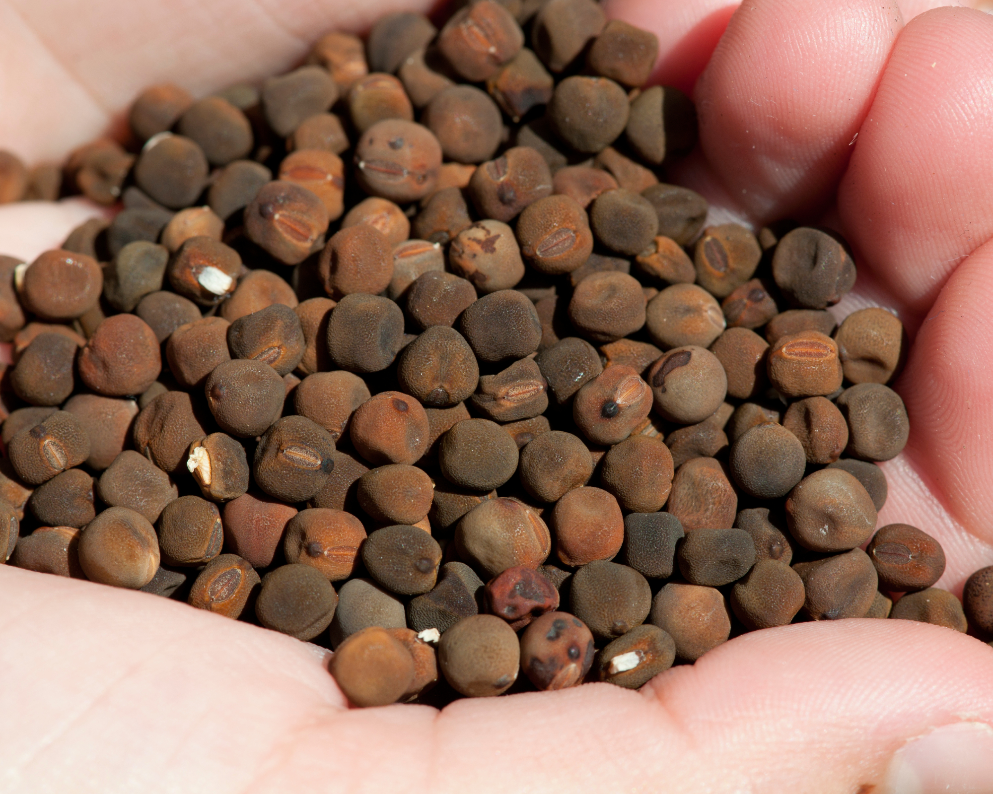 Hand full of sweet pea seeds