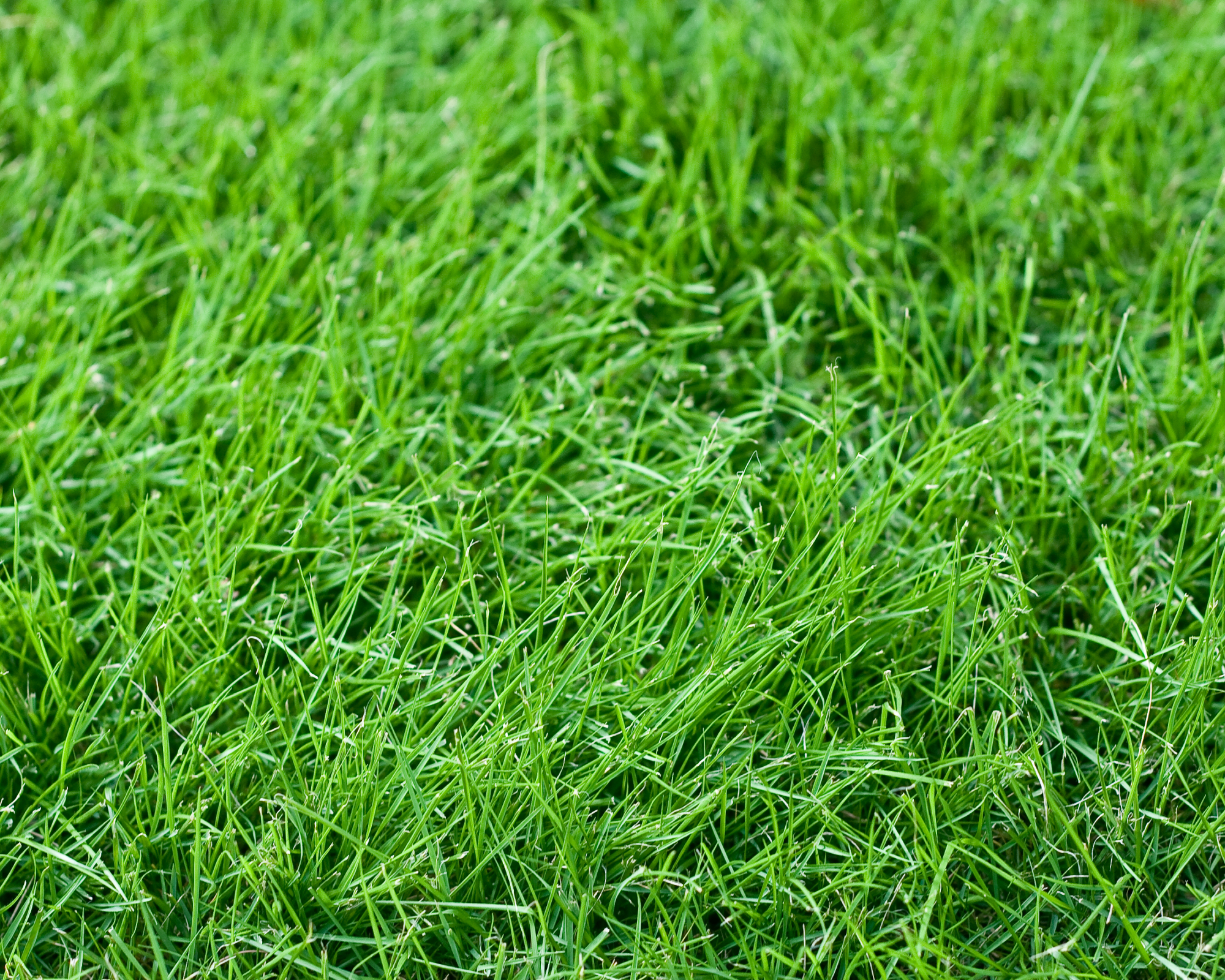 Fine fescue grass