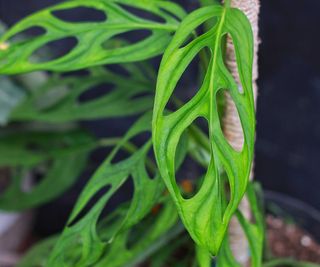 close-up of monstera adansonii leaves indoors