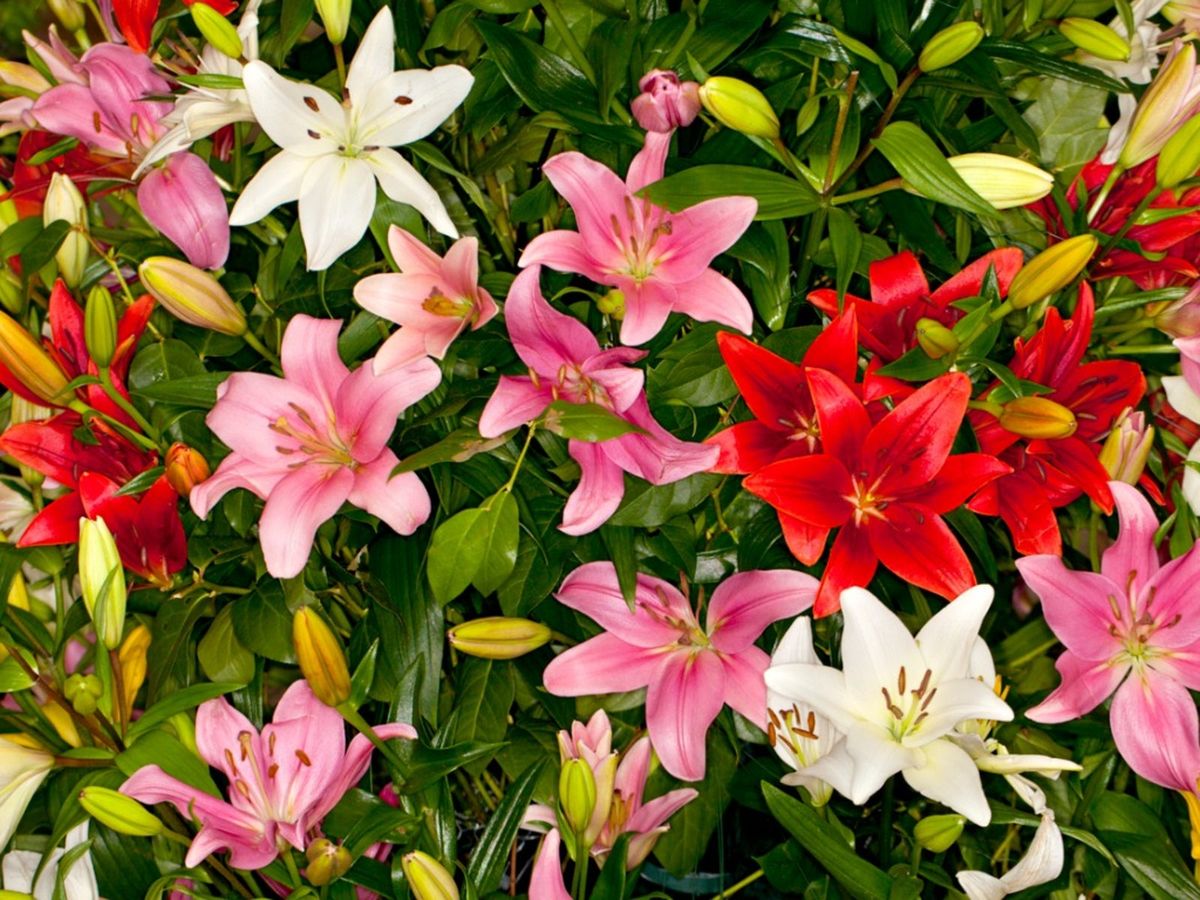 Asiatic Lily Care - How To Grow Asiatic Lilies