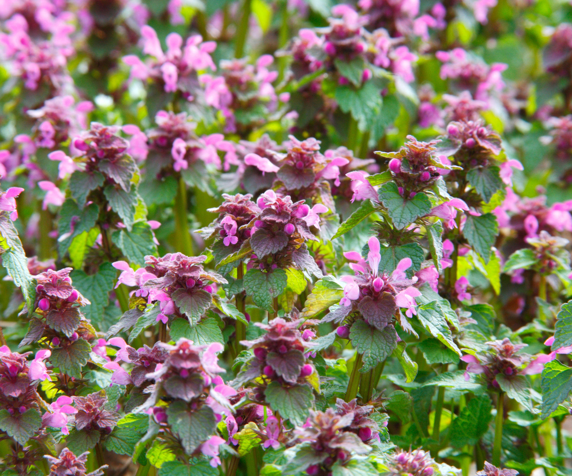 deadnettle plants with purple flower heads