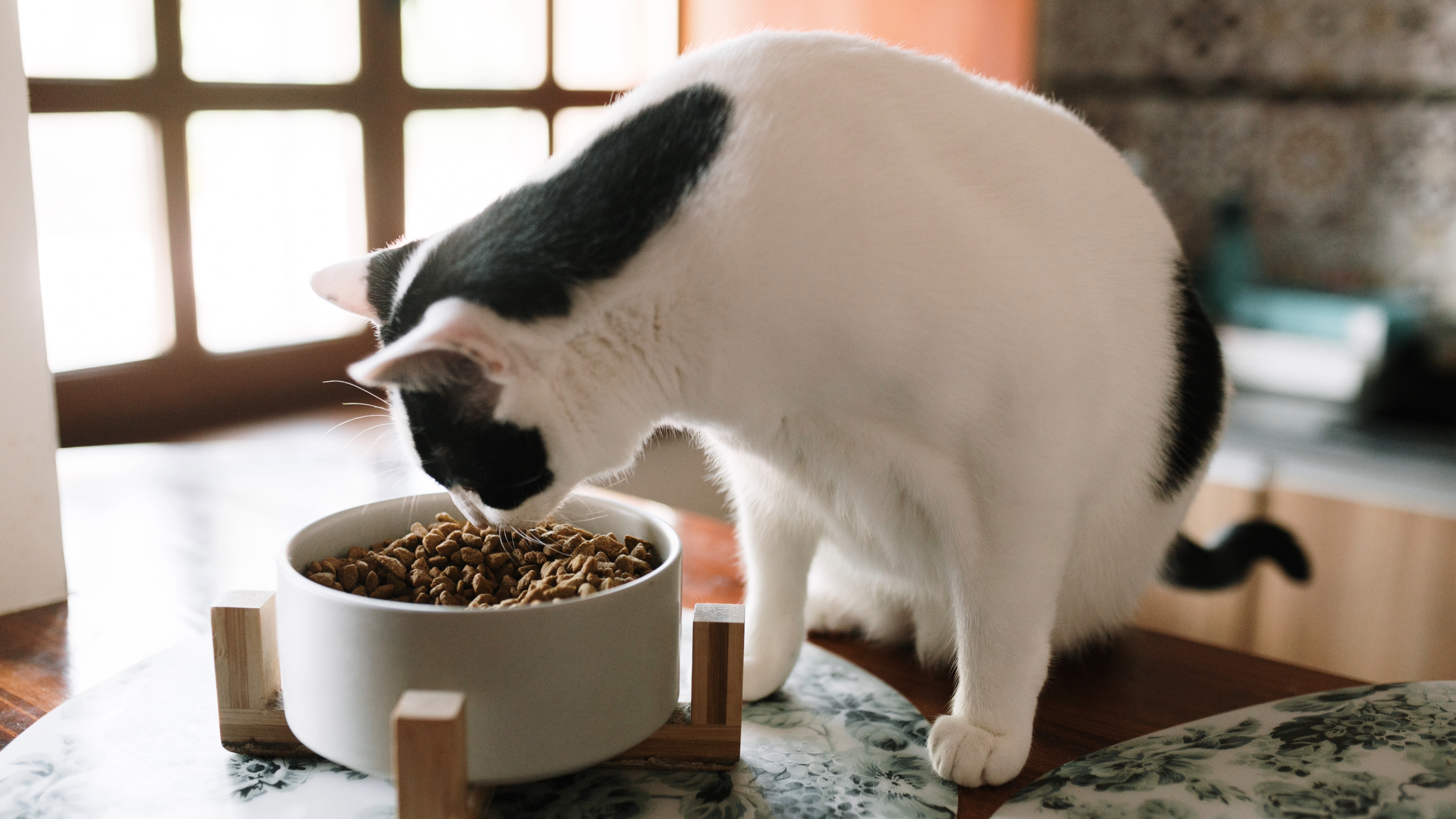 Cat eating