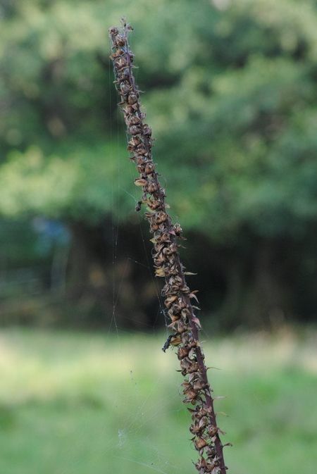 foxglove seed