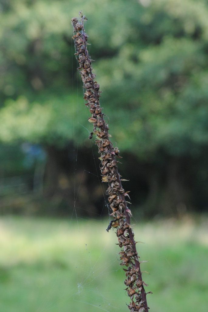 foxglove seed