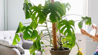 picture of a Monstera plant growing in a pot supported by a husk pole