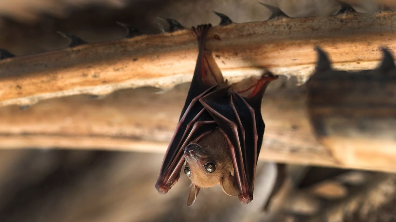 Small bat hanging upside down on a tree